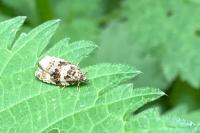 Celypha lacunana