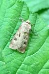 Agrotis exclamationis