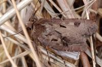 Agrotis exclamationis