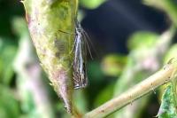 Crambus lathoniellus