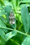 Celypha lacunana