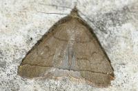 Herminia tarsipennalis