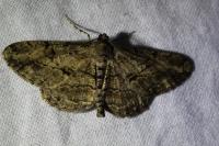 Peribatodes rhomboidaria