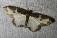 Lomaspilis marginata