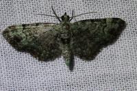 Pasiphila rectangulata