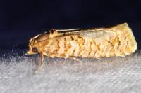 Lozotaeniodes formosana