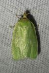 Tortrix viridana