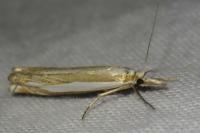 Crambus pascuella