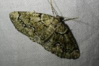 Cleorodes lichenaria