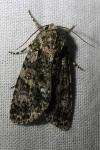 Acronicta rumicis