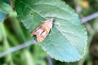 Olethreutes arcuella
