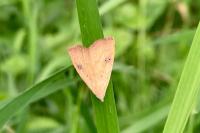 Rivula sericealis