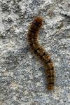 Lasiocampa quercus