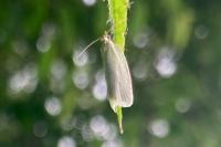 Tortrix viridana