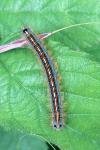 Malacosoma neustria