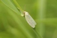 Tortrix viridana