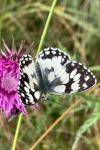 Melanargia galathea