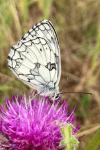 Melanargia galathea
