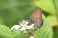 Satyrium ilicis