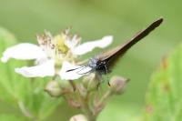 Satyrium ilicis