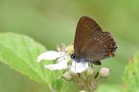 Satyrium ilicis