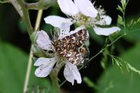 Anarta myrtilli