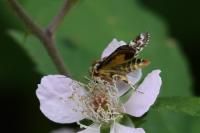Anarta myrtilli