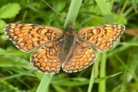 Melitaea phoebe