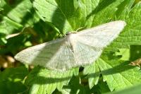 Idaea subsericeata