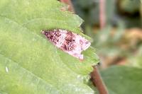 Orthotaenia undulana