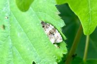 Orthotaenia undulana