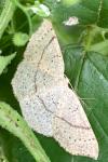 Cyclophora punctaria