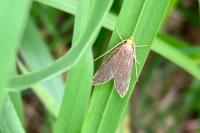 Eurodachtha pallicornella