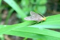 Eurodachtha pallicornella