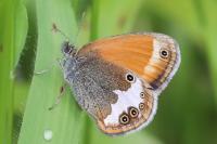 Coenonympha arcania