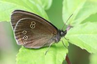 Aphantopus hyperantus