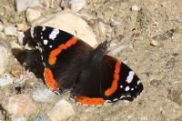 Vanessa atalanta