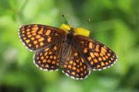 Melitaea athalia