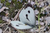 Pieris brassicae
