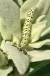 Cucullia verbasci