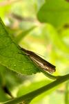 Crambus lathoniellus