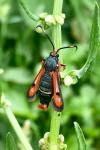 Pyropteron chrysidiforme