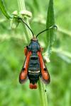 Pyropteron chrysidiforme