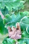 Noctua pronuba