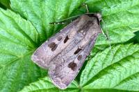 Agrotis exclamationis