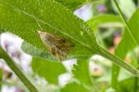 Evergestis forficalis