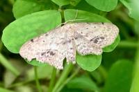 Idaea dimidiata