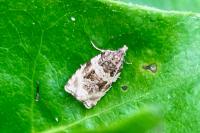 Orthotaenia undulana