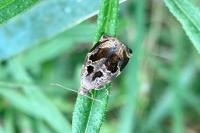 Archips crataegana