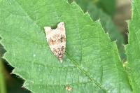 Orthotaenia undulana